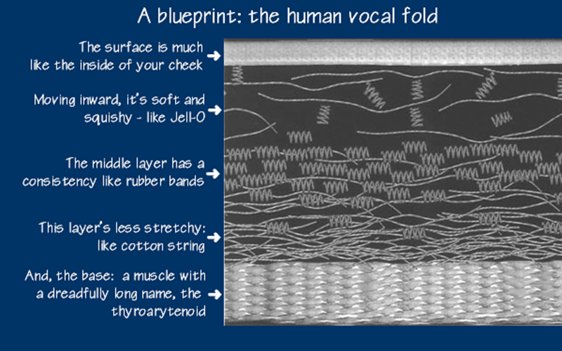 vocal fold layers